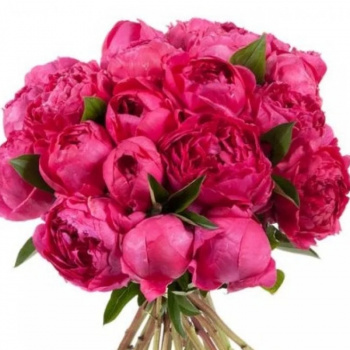 Букет из 19 красных пионов